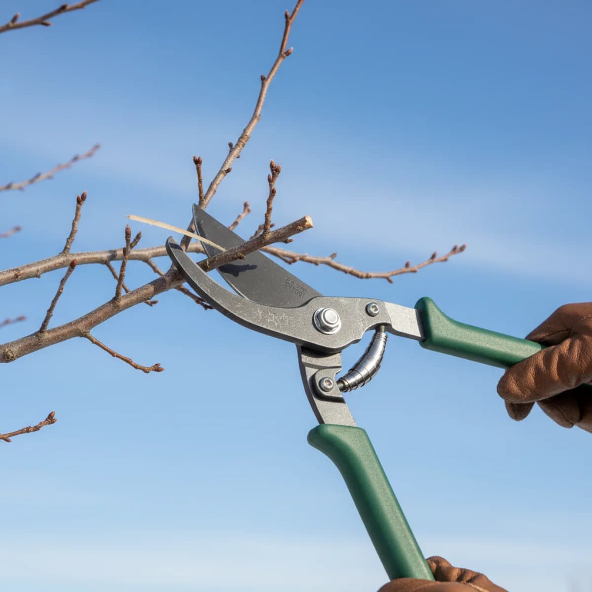 Sharp loppers making a clean cut on a dormant tree branch on a clear winter day