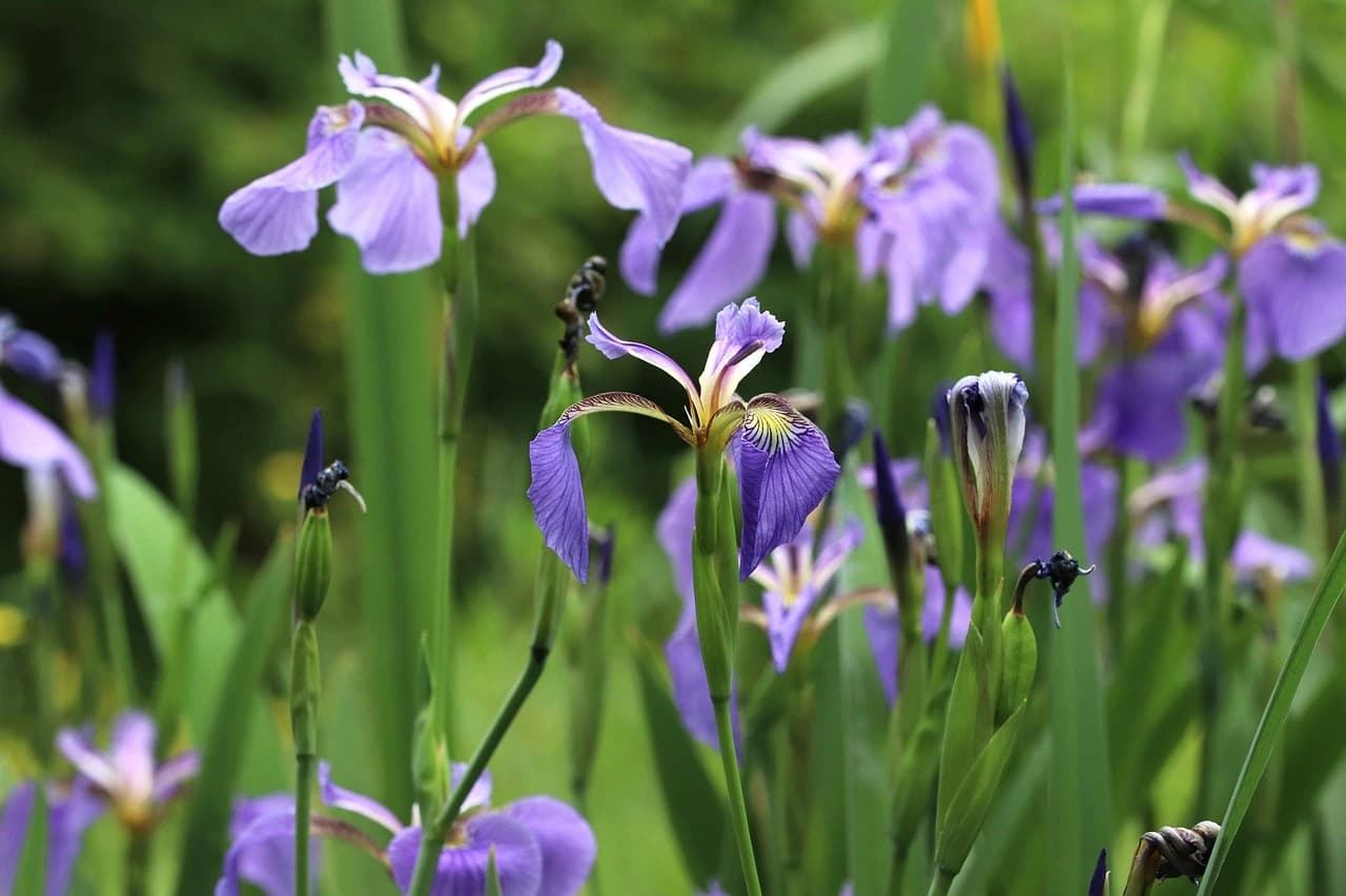 Beautiful native plant
