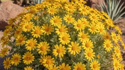 Desert Marigold