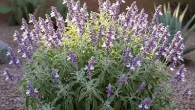 Mexican Bush Sage