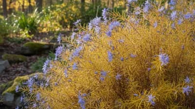 Arkansas Bluestar