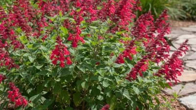 Autumn Sage