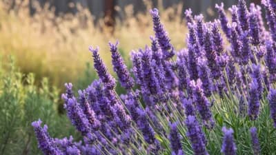 Lavender