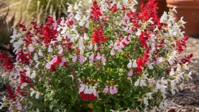 Autumn Sage
