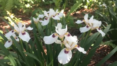 Walking Iris