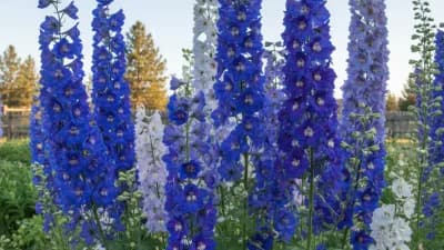 Delphinium