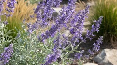 Russian Sage