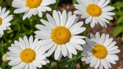 Shasta Daisy