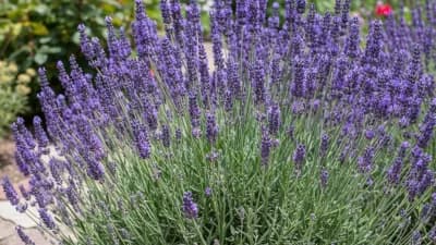 Lavender