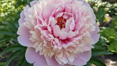 Peony