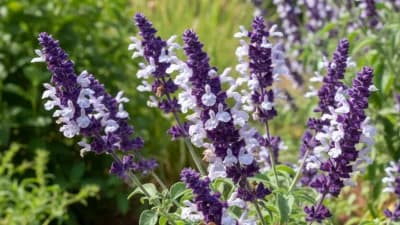 Salvia