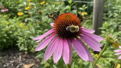 Purple Coneflower
