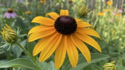 Black-Eyed Susan
