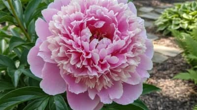 Peony