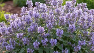 Catmint