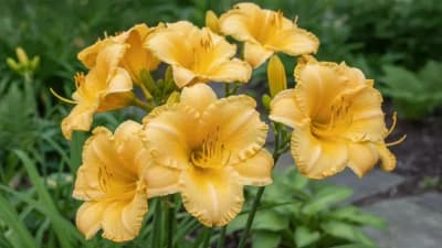 Daylily