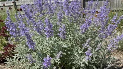 Russian Sage