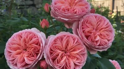 David Austin English Rose