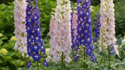 Delphinium
