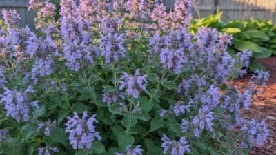 Catmint
