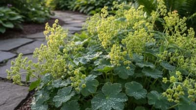 Lady's Mantle