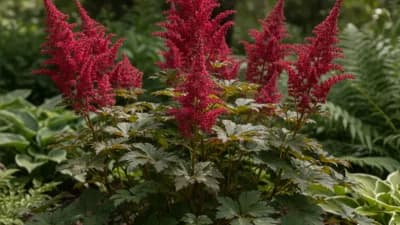 Astilbe
