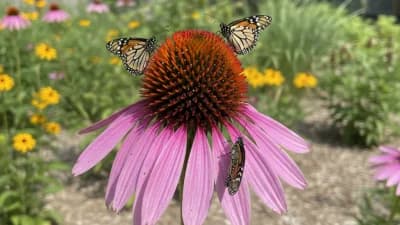 Purple Coneflower