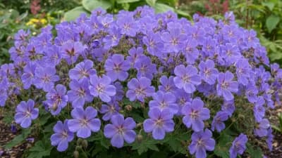 Hardy Geranium