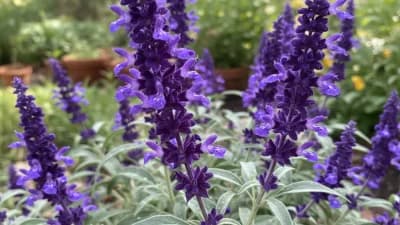 Salvia