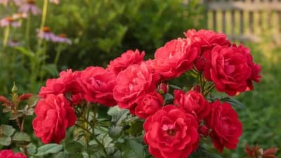 Knockout Rose