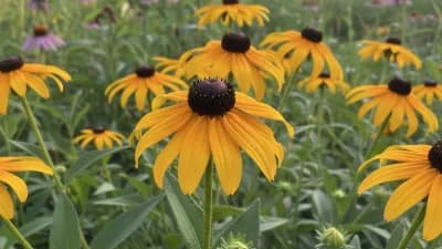 Black-Eyed Susan