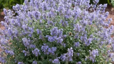 Catmint