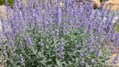 Russian Sage