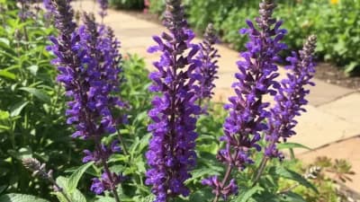 Salvia