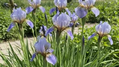 Siberian Iris