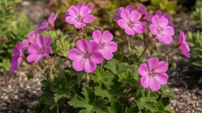 Hardy Geranium