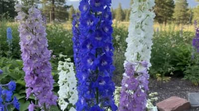 Delphinium