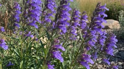Rocky Mountain Penstemon