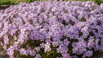 Creeping Phlox