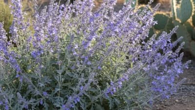 Russian Sage