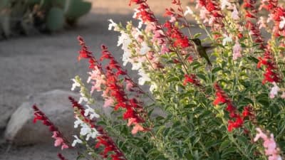 Autumn Sage