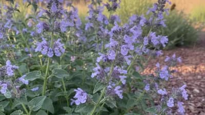Catmint