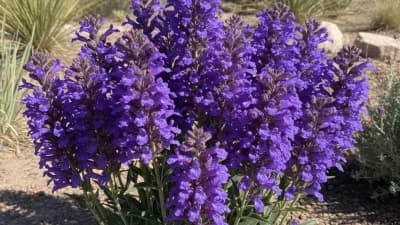 Penstemon