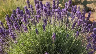 Lavender