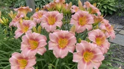 Daylily
