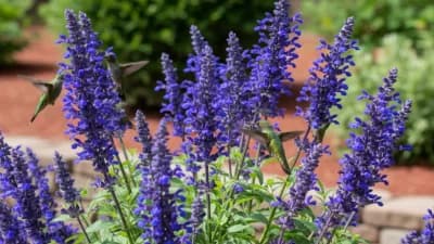 Salvia