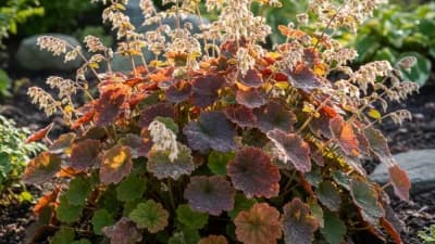 Coral Bells