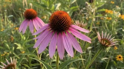 Purple Coneflower
