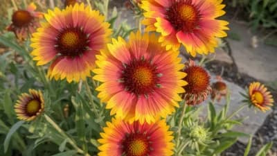 Blanket Flower