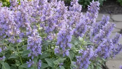 Catmint